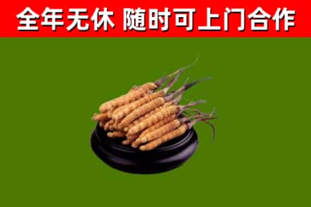 新竹烟酒回收冬虫夏草.jpg